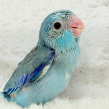 2頭身の可愛いちびっこ怪獣🦕🍼マメルリハ(ブルー) 男の子 ヒナ