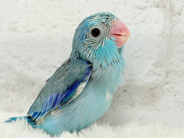 2頭身の可愛いちびっこ怪獣🦕🍼マメルリハ(ブルー) 男の子 ヒナ