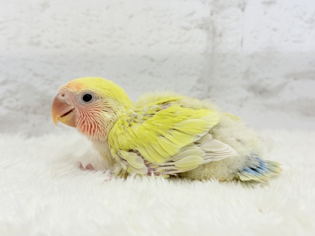 コザクラインコ（小桜インコ）