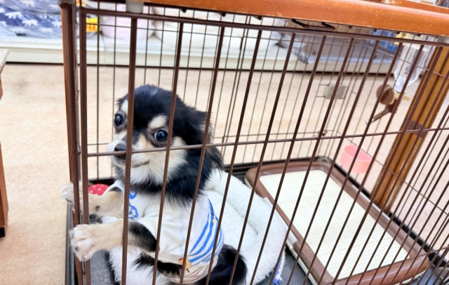 最新画像📸チワワ(ブラックタン&ホワイト)男の子♫慣れると尻尾フリフリ〜なシャイボーイ!サークルデビューしました♫ チワワ