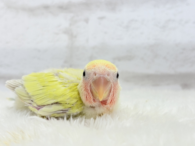 【最新画像更新🪄】もぎたて🍋トロピカルフルーツ🐣🍹コザクラインコ(ゴールデンチェリー) ヒナ コザクラインコ(小桜インコ)