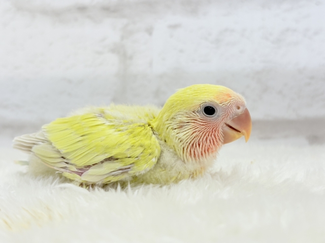 【最新画像更新🪄】もぎたて🍋トロピカルフルーツ🐣🍹コザクラインコ(ゴールデンチェリー) ヒナ コザクラインコ(小桜インコ)