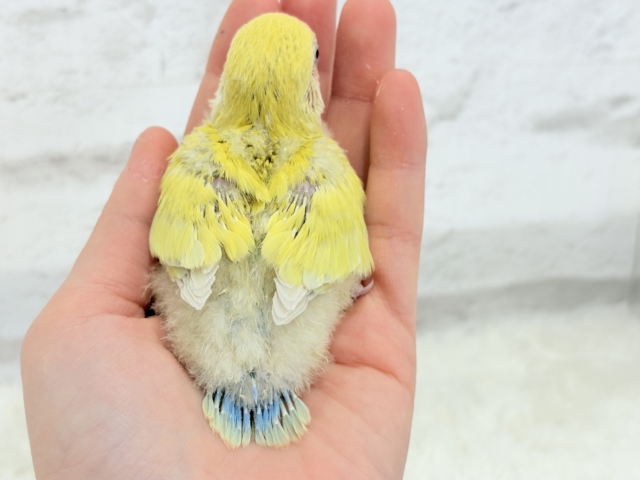 【最新画像更新🪄】もぎたて🍋トロピカルフルーツ🐣🍹コザクラインコ(ゴールデンチェリー) ヒナ コザクラインコ(小桜インコ)