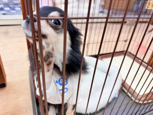 最新画像📸チワワ(ブラックタン&ホワイト)男の子♫慣れると尻尾フリフリ〜なシャイボーイ!サークルデビューしました♫ チワワ