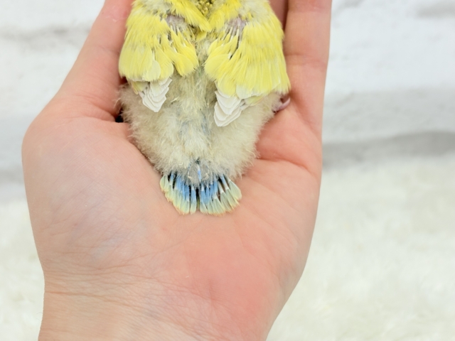 【最新画像更新🪄】もぎたて🍋トロピカルフルーツ🐣🍹コザクラインコ(ゴールデンチェリー) ヒナ コザクラインコ(小桜インコ)