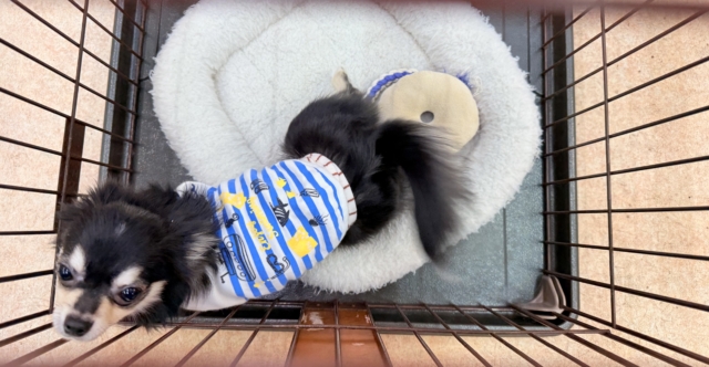 最新画像📸チワワ(ブラックタン&ホワイト)男の子♫慣れると尻尾フリフリ〜なシャイボーイ!サークルデビューしました♫ チワワ