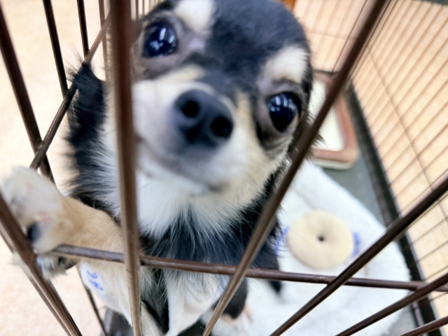 最新画像📸チワワ(ブラックタン&ホワイト)男の子♫慣れると尻尾フリフリ〜なシャイボーイ!サークルデビューしました♫ チワワ