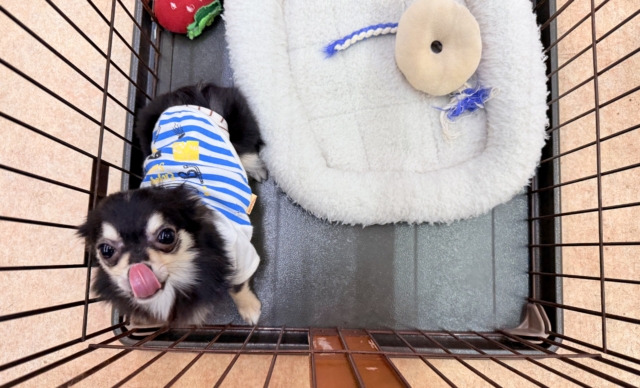 最新画像📸チワワ(ブラックタン&ホワイト)男の子♫慣れると尻尾フリフリ〜なシャイボーイ!サークルデビューしました♫ チワワ