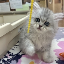 かまってぇ〜♥が止まらない！ラガマフィンちゃん！