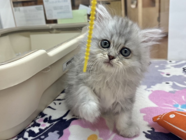 かまってぇ〜♥が止まらない！ラガマフィンちゃん！