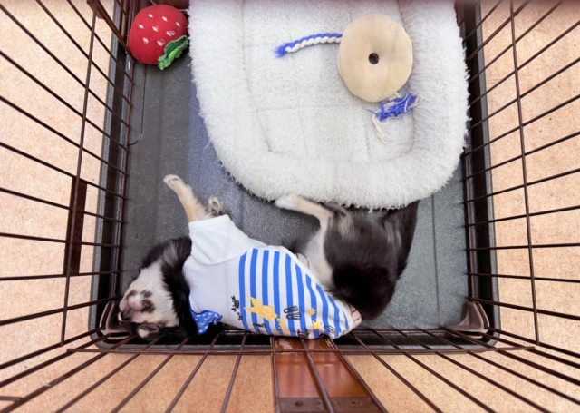 最新画像📸チワワ(ブラックタン&ホワイト)男の子♫慣れると尻尾フリフリ〜なシャイボーイ!サークルデビューしました♫ チワワ