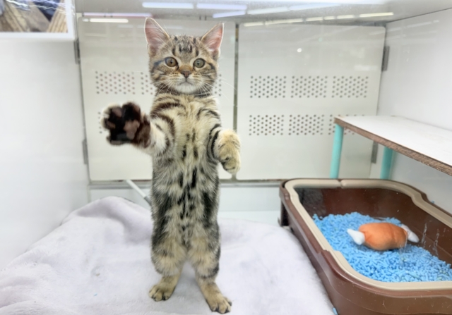 アメリカンショートヘア