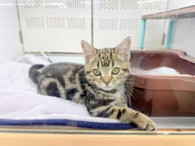 アメリカンショートヘア