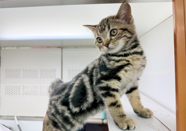 アメリカンショートヘア