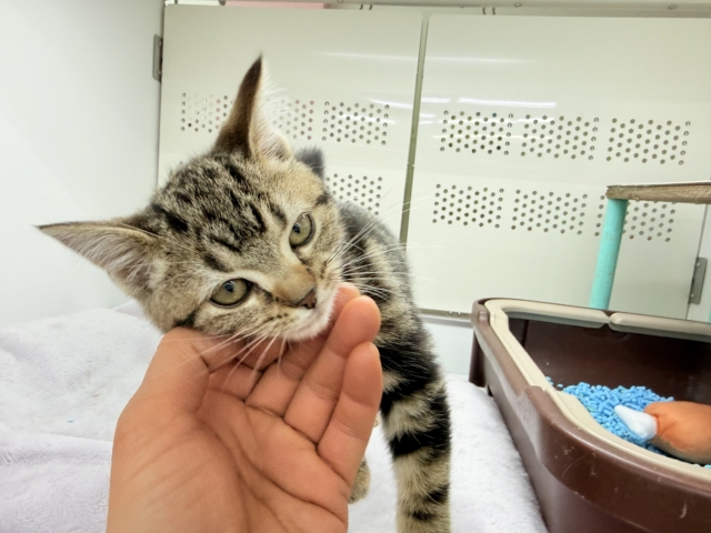 アメリカンショートヘア