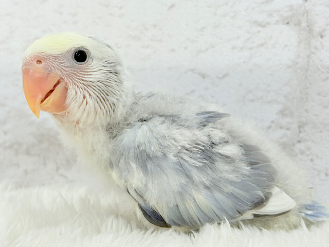美♡成長が楽しみ♬*°コザクラインコ(バイオレットオパーリンパイド) ヒナ