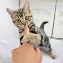 最新画像📸アメリカンショートヘアー（ブラウンタビー）女の子♪お喋りしてるみたいな鳴き声😼