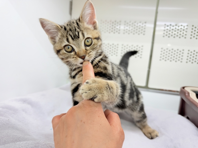 最新画像📸アメリカンショートヘアー（ブラウンタビー）女の子♪お喋りしてるみたいな鳴き声😼