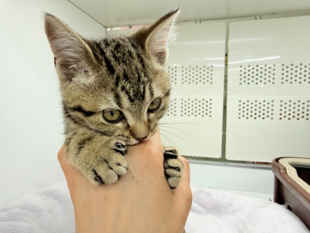 アメリカンショートヘア