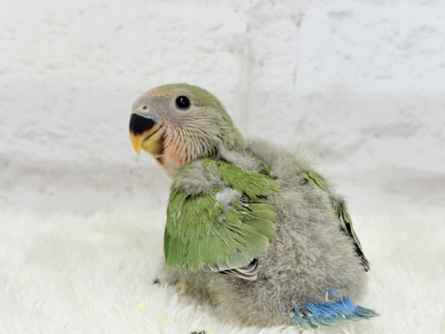 【最新画像更新🪄】紅く色づくお顔が可愛い♡コザクラインコ(ノーマル) ヒナ コザクラインコ(小桜インコ)