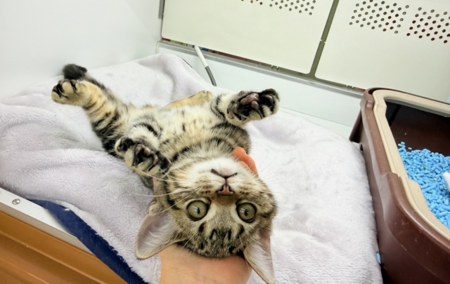 アメリカンショートヘア