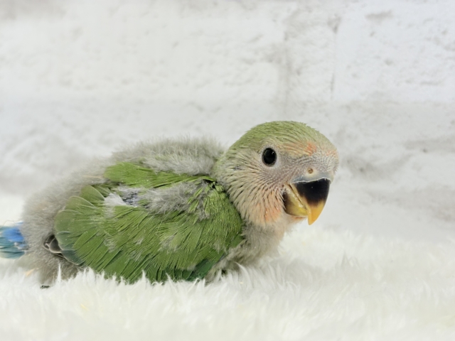 【最新画像更新🪄】紅く色づくお顔が可愛い♡コザクラインコ(ノーマル) ヒナ コザクラインコ(小桜インコ)