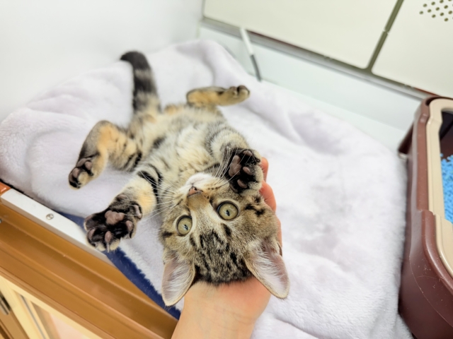 アメリカンショートヘア