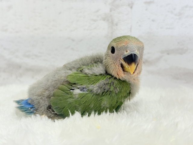 【最新画像更新🪄】紅く色づくお顔が可愛い♡コザクラインコ(ノーマル) ヒナ コザクラインコ(小桜インコ)