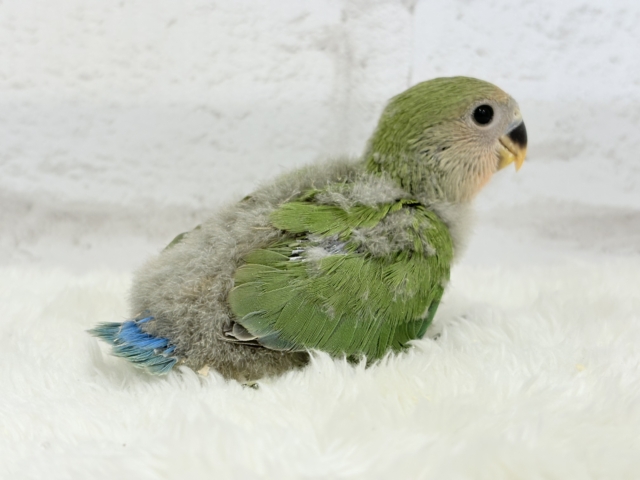 【最新画像更新🪄】紅く色づくお顔が可愛い♡コザクラインコ(ノーマル) ヒナ コザクラインコ(小桜インコ)