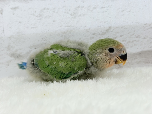 コザクラインコ（小桜インコ）