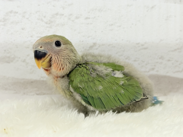 【最新画像更新🪄】紅く色づくお顔が可愛い♡コザクラインコ(ノーマル) ヒナ コザクラインコ(小桜インコ)