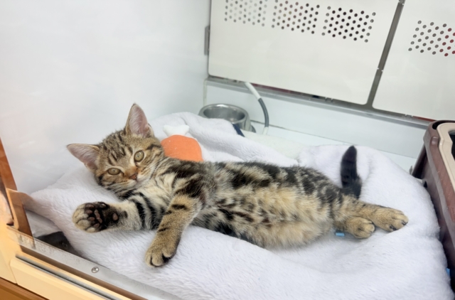 アメリカンショートヘア