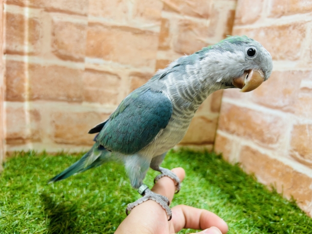 【☆最新画像更新☆】ワキワキダンス~🎵🎵 オキナインコ(アクアブルー) オキナインコ