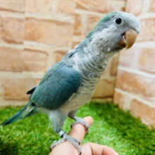 【☆最新画像更新☆】ワキワキダンス～🎵🎵　オキナインコ（アクアブルー）