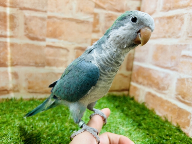 【☆最新画像更新☆】ワキワキダンス~🎵🎵 オキナインコ(アクアブルー) オキナインコ