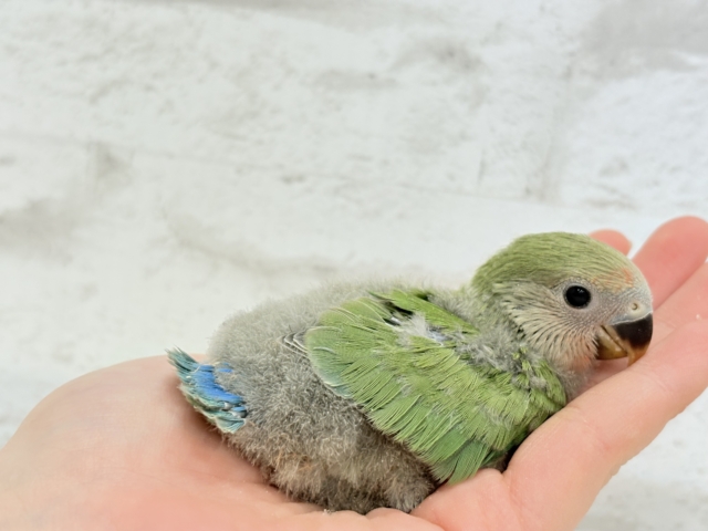 コザクラインコ（小桜インコ）