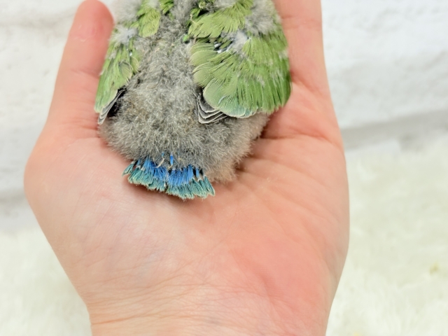 【最新画像更新🪄】紅く色づくお顔が可愛い♡コザクラインコ(ノーマル) ヒナ コザクラインコ(小桜インコ)