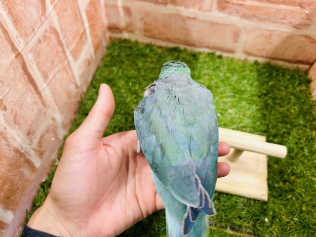 【☆最新画像更新☆】ワキワキダンス~🎵🎵 オキナインコ(アクアブルー) オキナインコ