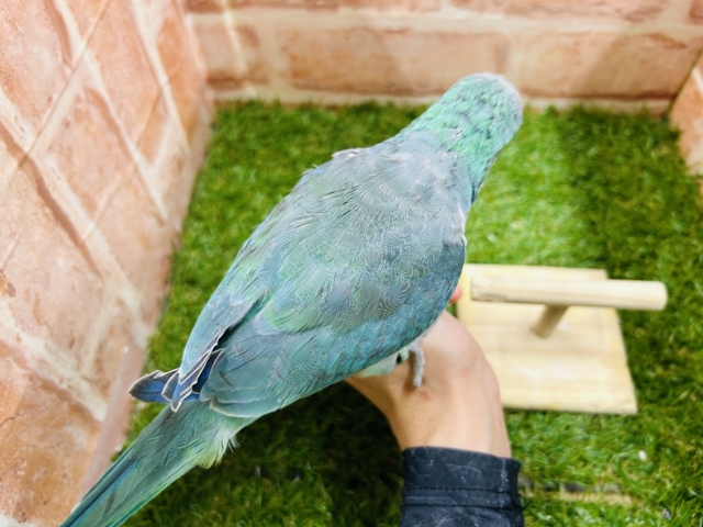 【☆最新画像更新☆】ワキワキダンス~🎵🎵 オキナインコ(アクアブルー) オキナインコ