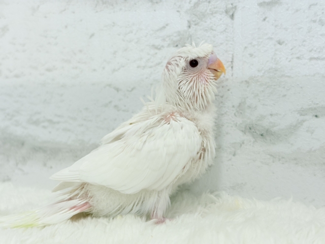 梵天セキセイインコ