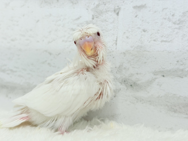 梵天セキセイインコ