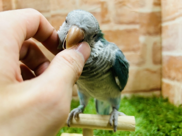 【☆最新画像更新☆】ワキワキダンス~🎵🎵 オキナインコ(アクアブルー) オキナインコ