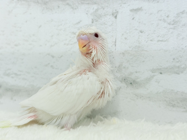 梵天セキセイインコ