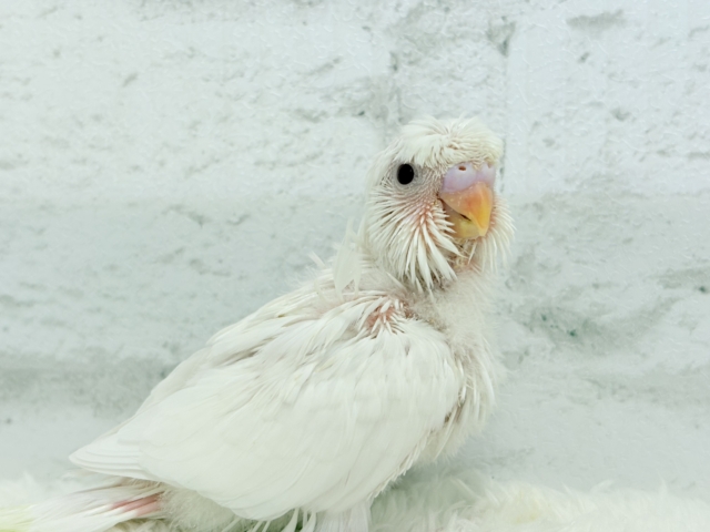 梵天セキセイインコ