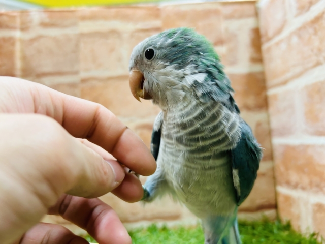 【☆最新画像更新☆】ワキワキダンス~🎵🎵 オキナインコ(アクアブルー) オキナインコ