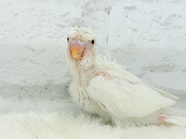 梵天セキセイインコ