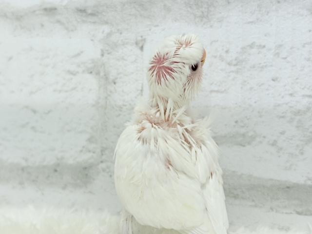 梵天セキセイインコ