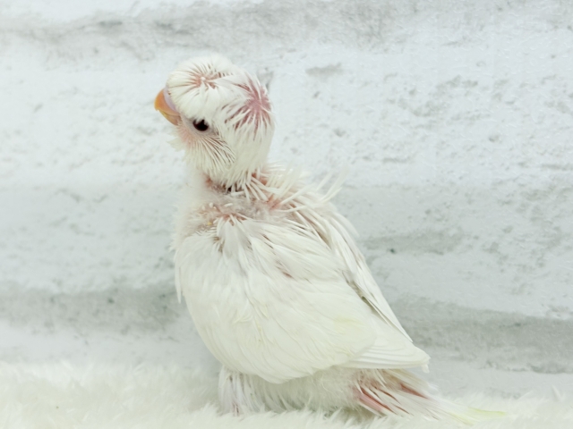 梵天セキセイインコ