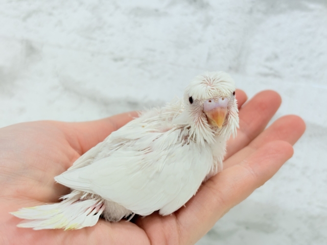 梵天セキセイインコ