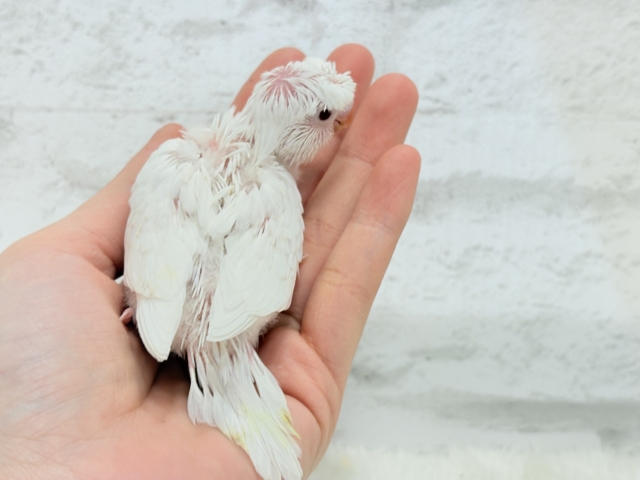 梵天セキセイインコ